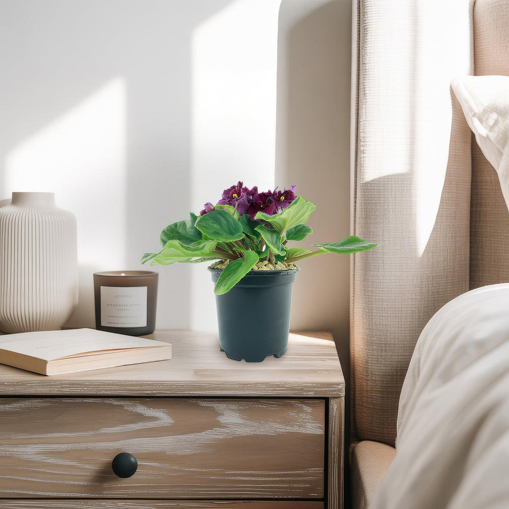 Burgundy African Violet ‘Saintpaulia ionantha’