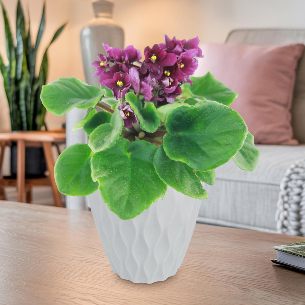 Burgundy African Violet ‘Saintpaulia ionantha’