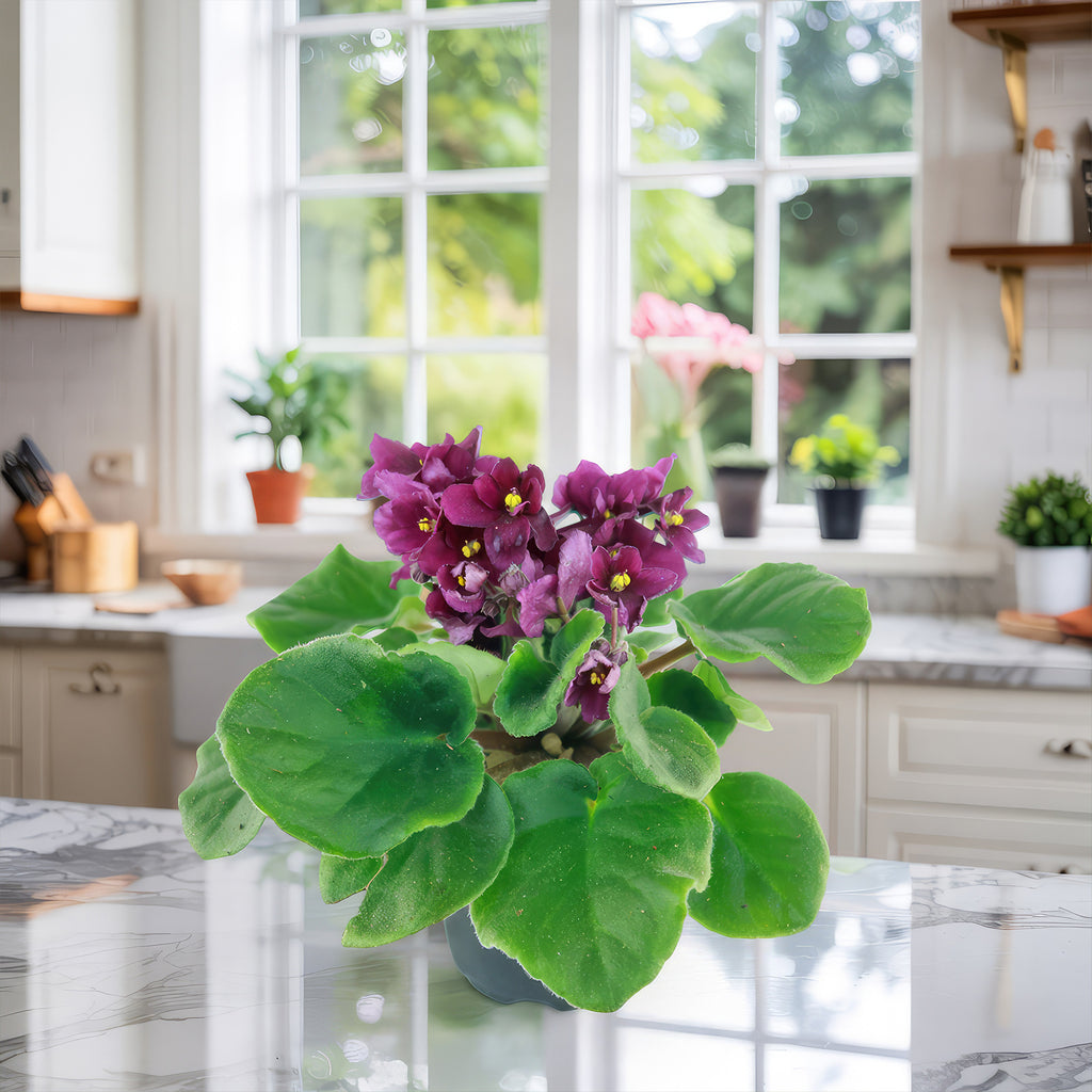 Burgundy African Violet ‘Saintpaulia ionantha’