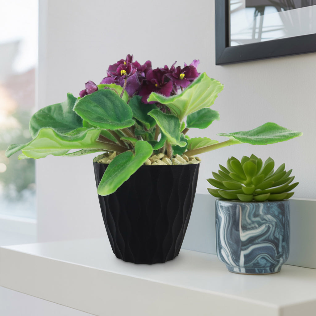 Burgundy African Violet ‘Saintpaulia ionantha’