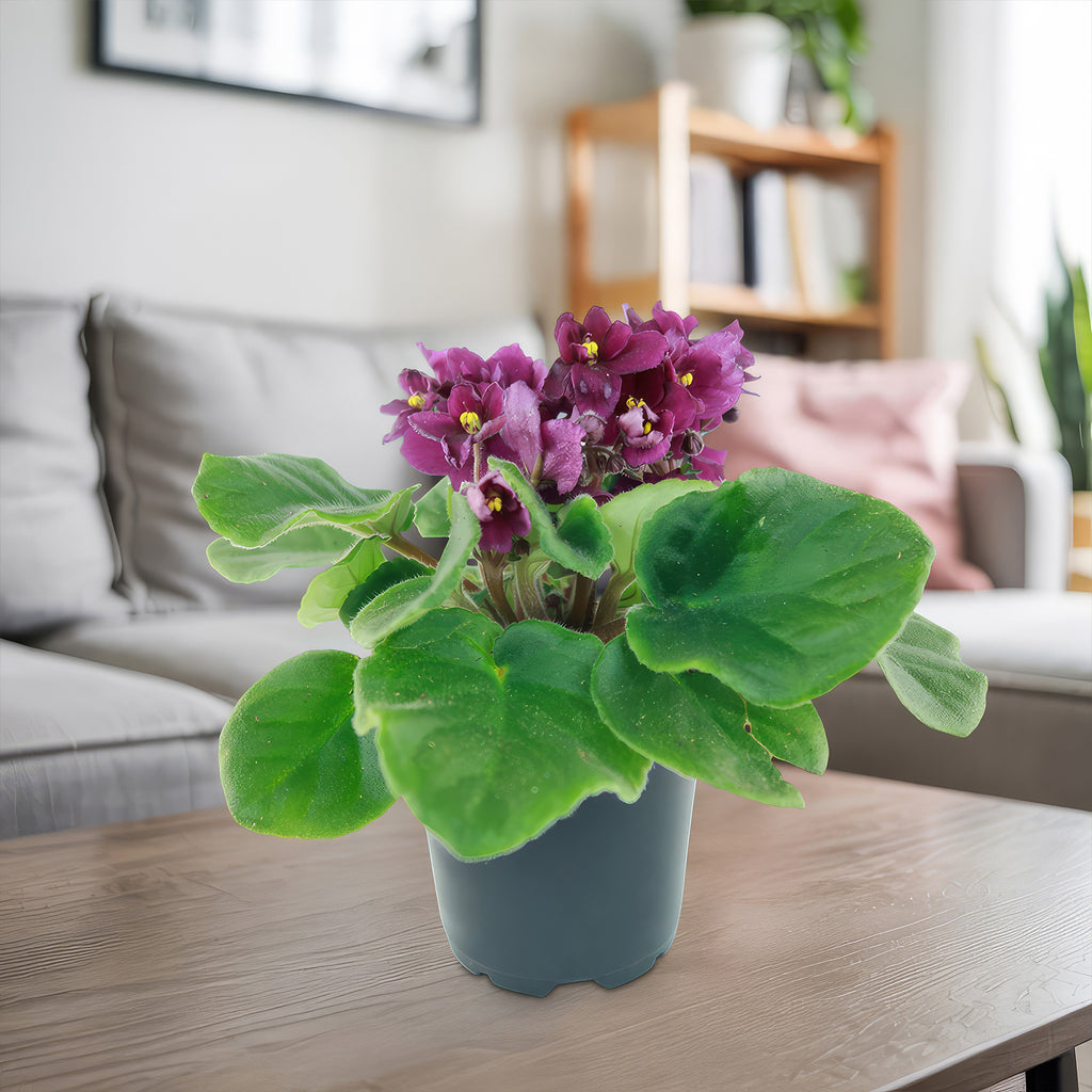 Burgundy African Violet ‘Saintpaulia ionantha’
