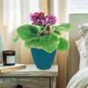 Burgundy African Violet ‘Saintpaulia ionantha’