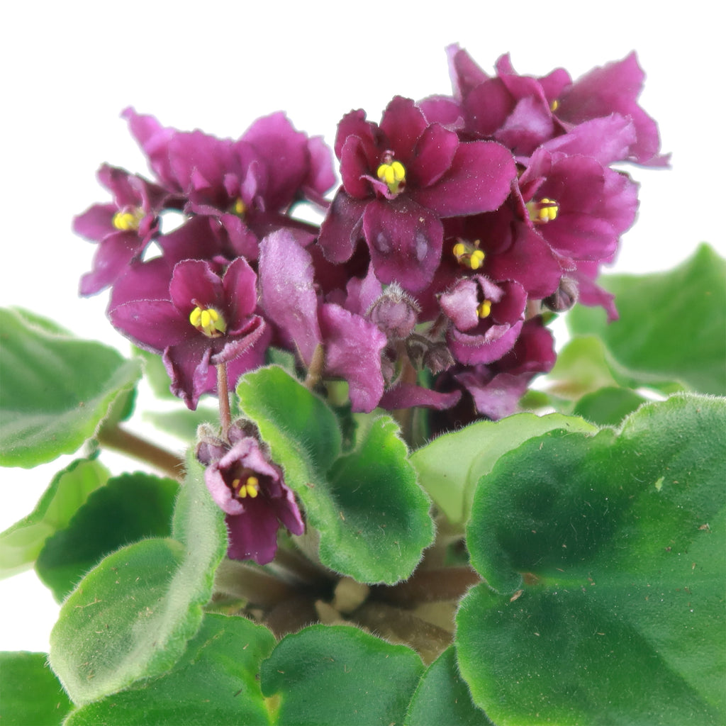 Burgundy African Violet ‘Saintpaulia ionantha’