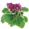 Burgundy African Violet ‘Saintpaulia ionantha’