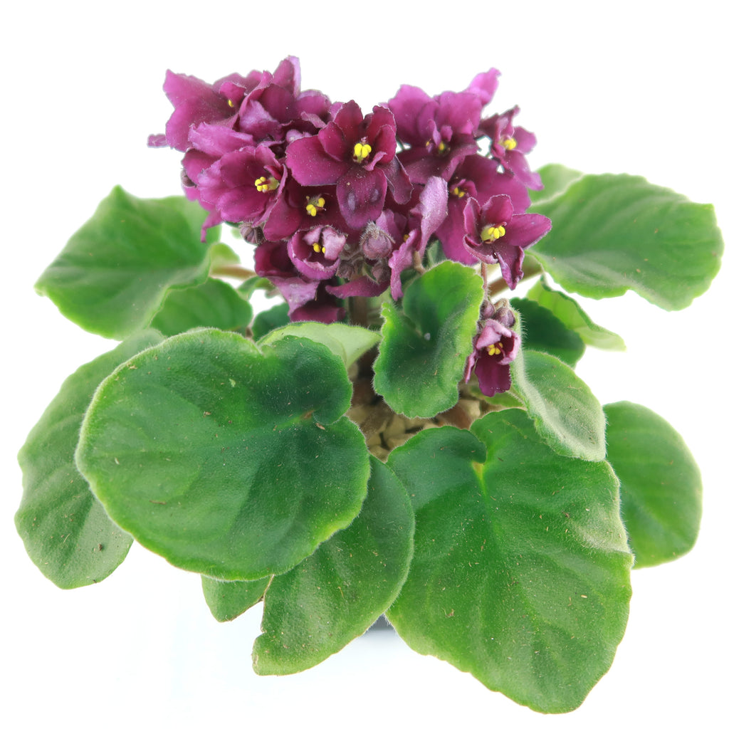 Burgundy African Violet ‘Saintpaulia ionantha’