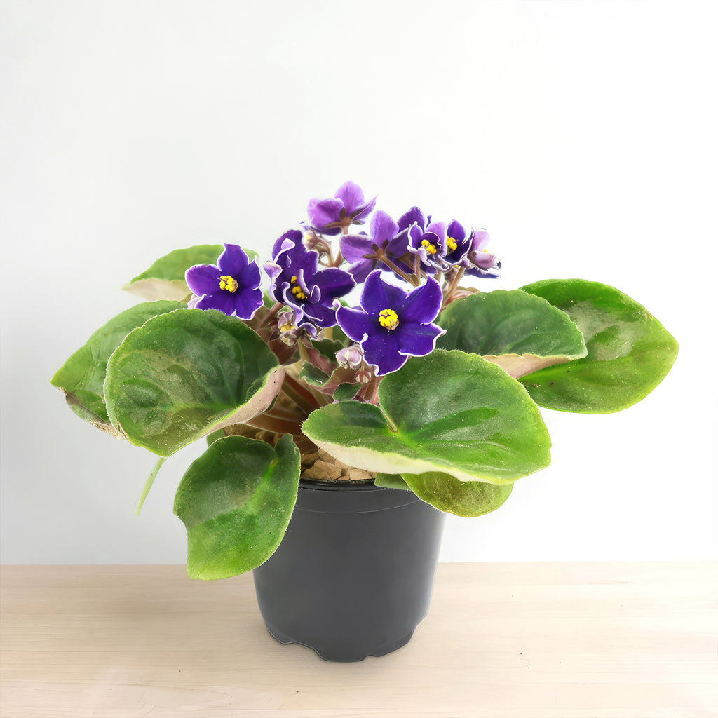 Purple African Violet - Saintpaulia ionantha ‘Devotion’