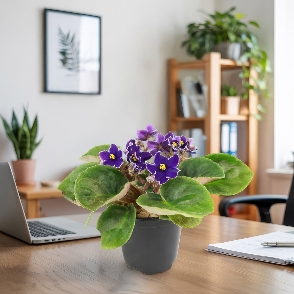 Purple African Violet - Saintpaulia ionantha ‘Devotion’