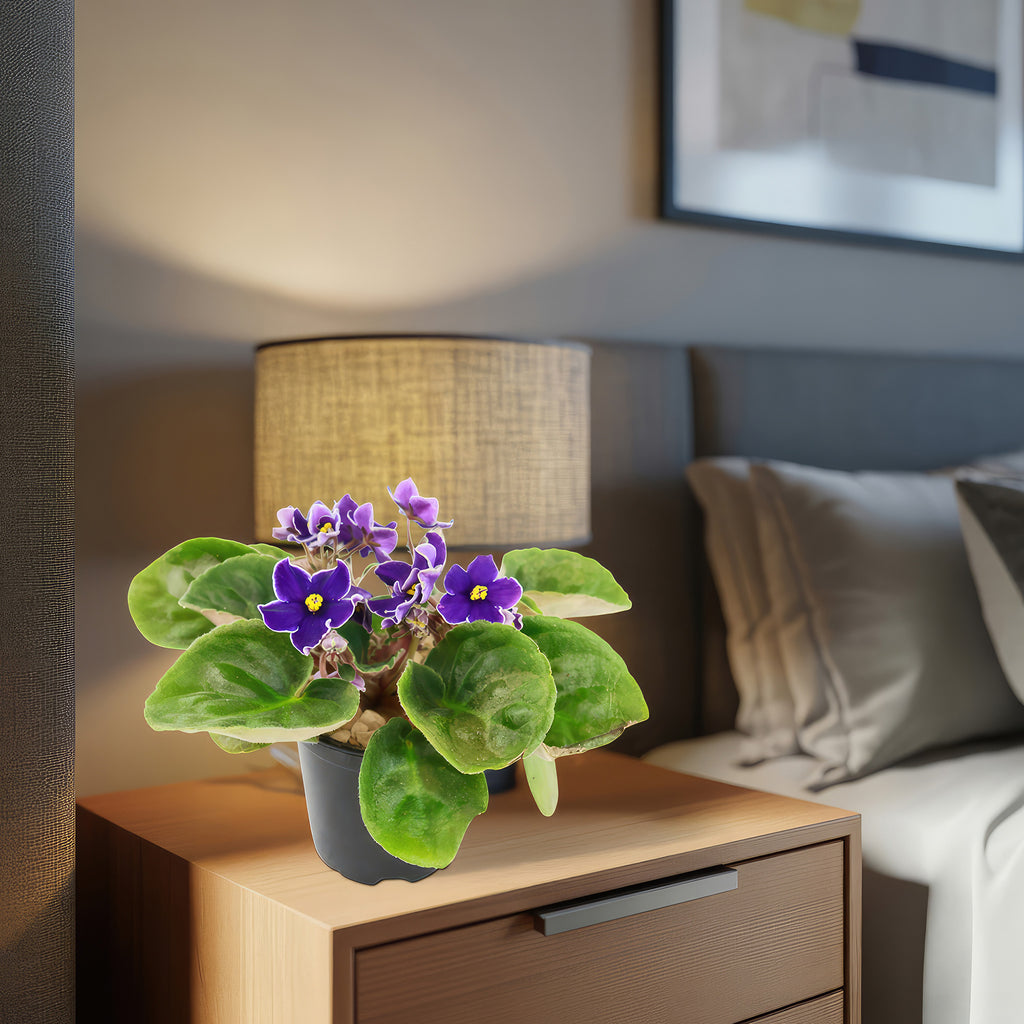 Purple African Violet - Saintpaulia ionantha ‘Devotion’