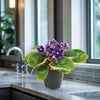 Purple African Violet - Saintpaulia ionantha ‘Devotion’