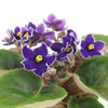 Purple African Violet - Saintpaulia ionantha ‘Devotion’