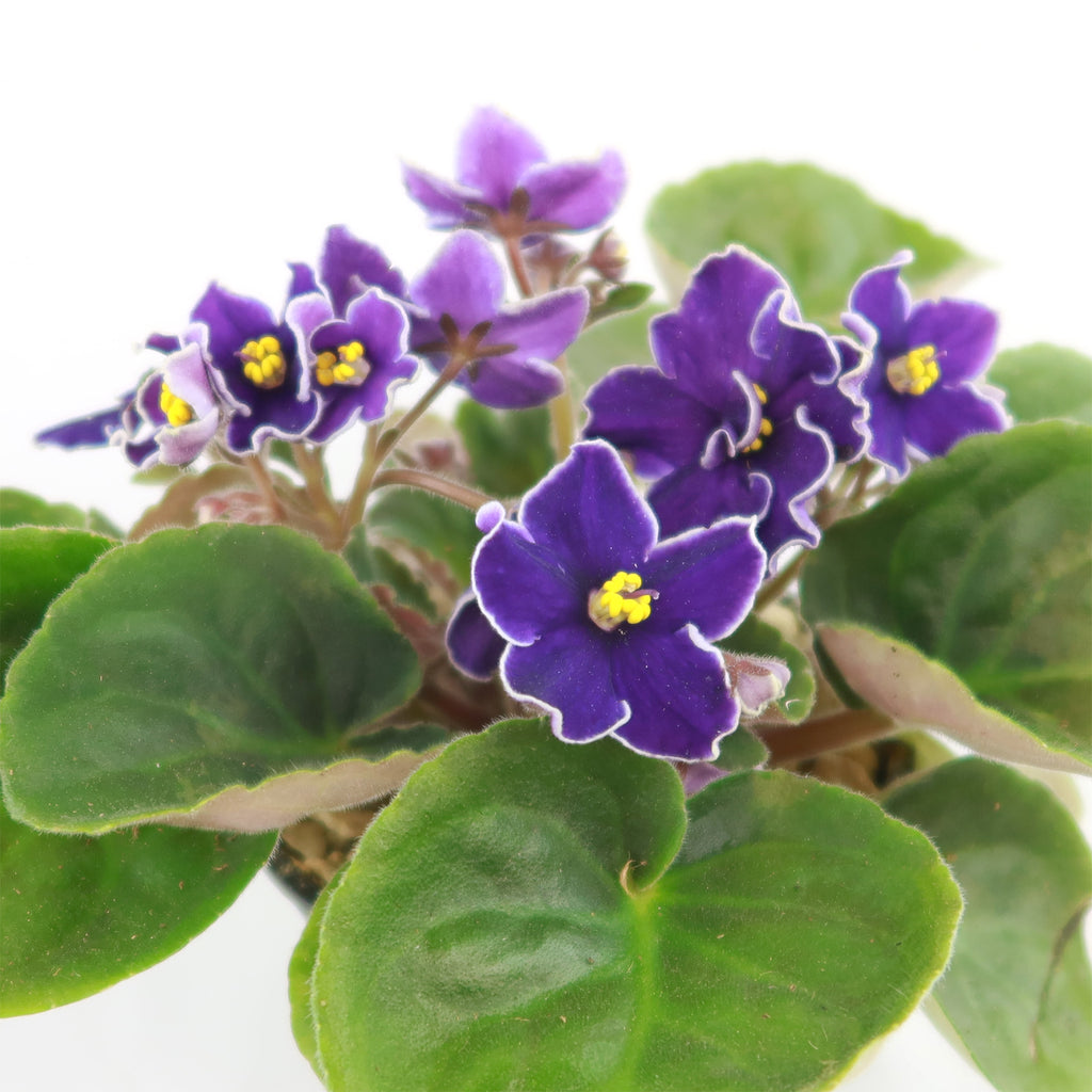 Purple African Violet - Saintpaulia ionantha ‘Devotion’
