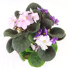 African violet Multi color Bloom Mix