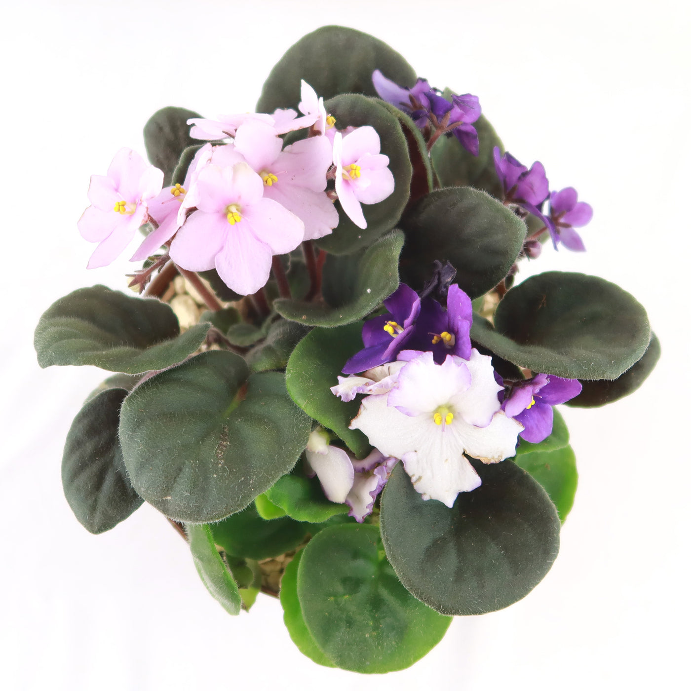 Shop ‘African violet Tri colors Bloom Mix’ Care & Info | Planet Desert