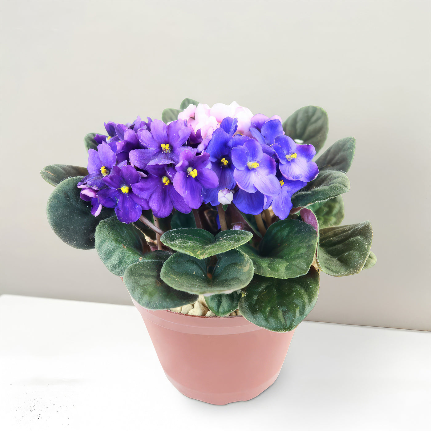 Shop ‘African violet Tri colors Bloom Mix’ Care & Info | Planet Desert