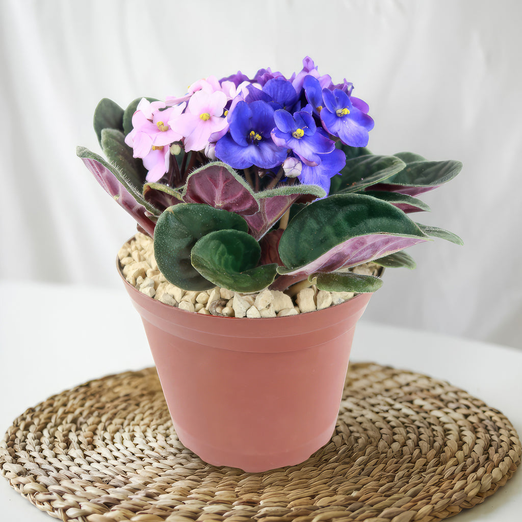 African violet Multi color Bloom Mix