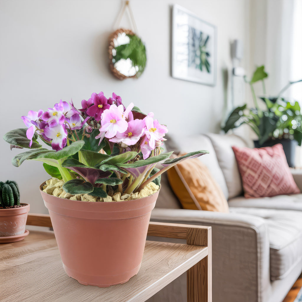 African violet Multi color Bloom Mix