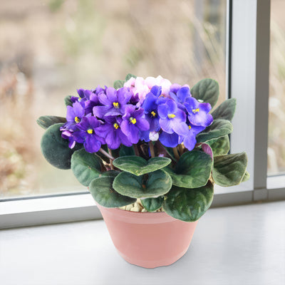 violet indoor plant African violet Multi color Bloom Mix