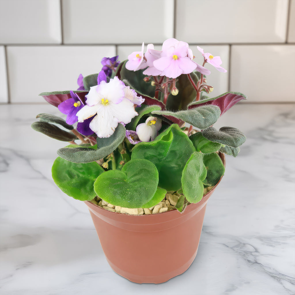 African violet Multi color Bloom Mix