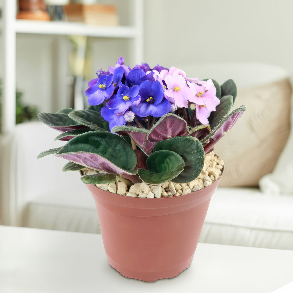 African violet Multi color Bloom Mix
