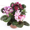 African violet Multi color Bloom Mix