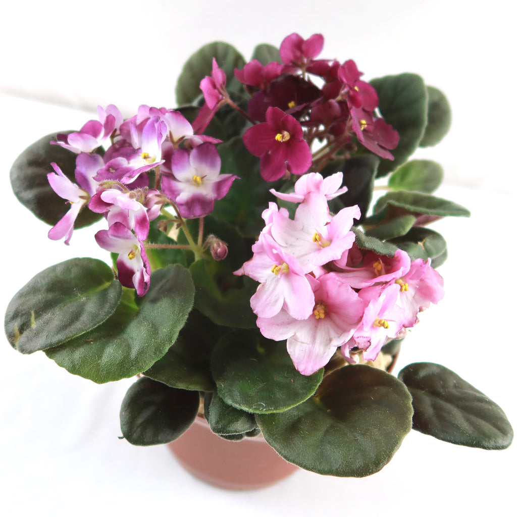 African violet Multi color Bloom Mix