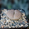 Lithops salicola