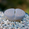 Lithops salicola