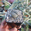 Lithops salicola