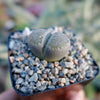 Lithops salicola