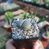 Lithops salicola