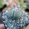 Lithops salicola