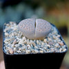 Lithops salicola