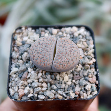 gemstone succulent Buy 'Lithops salicola' Care and Growers Guide