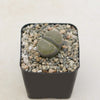 Lithops salicola