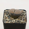 Lithops salicola