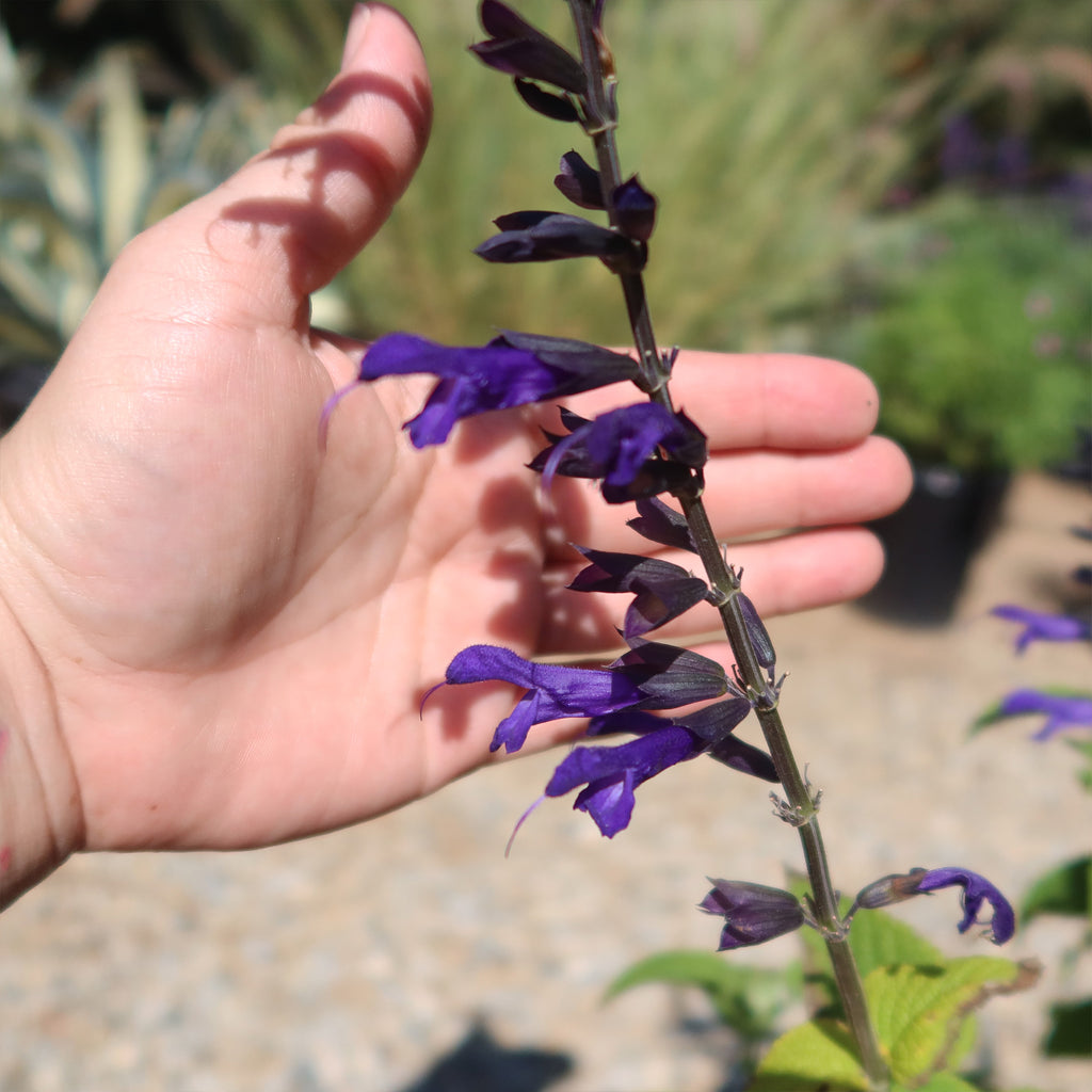 Salvia Amistad