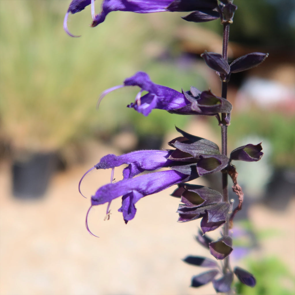 Salvia Amistad