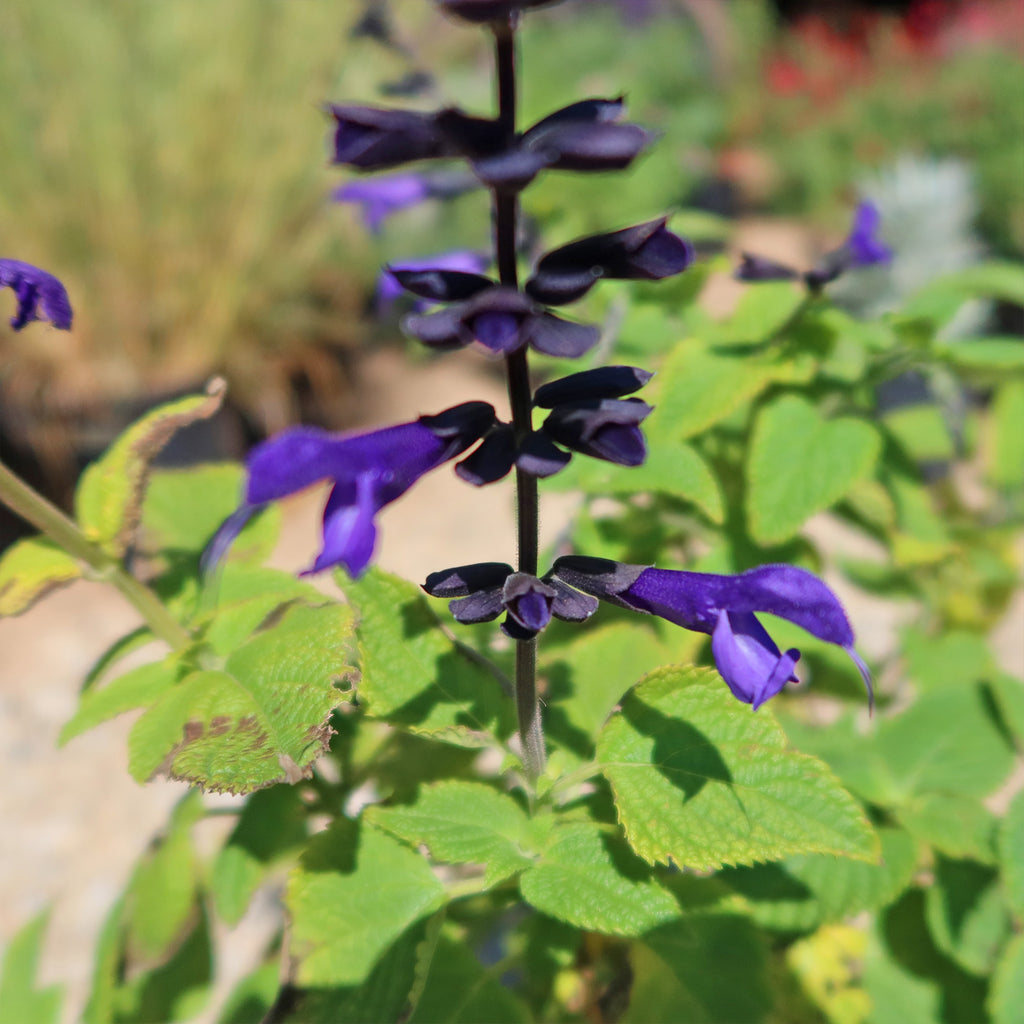 Salvia Amistad