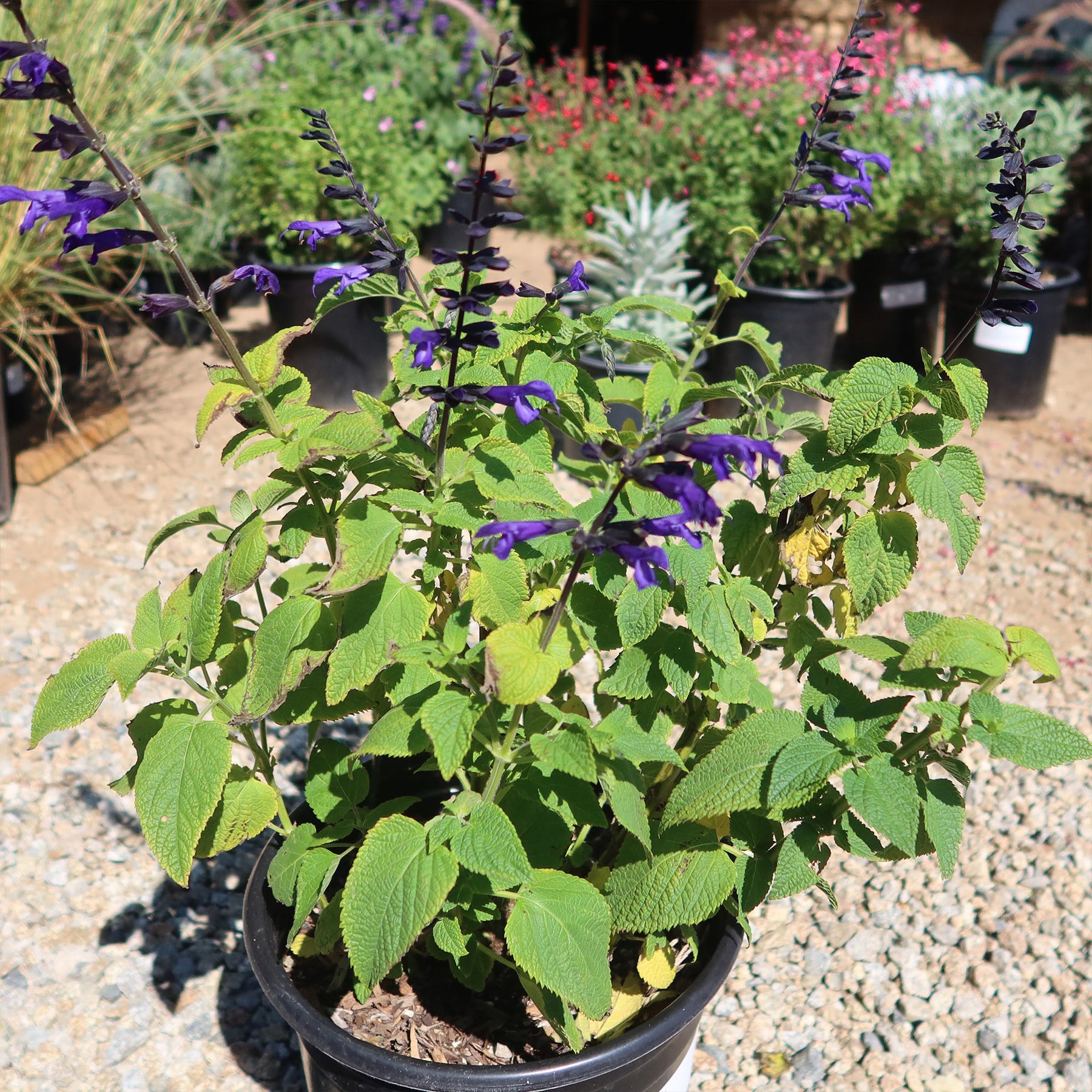 can you plant salvias in pots Shop 'Salvia Amistad' Care and Growing Guide