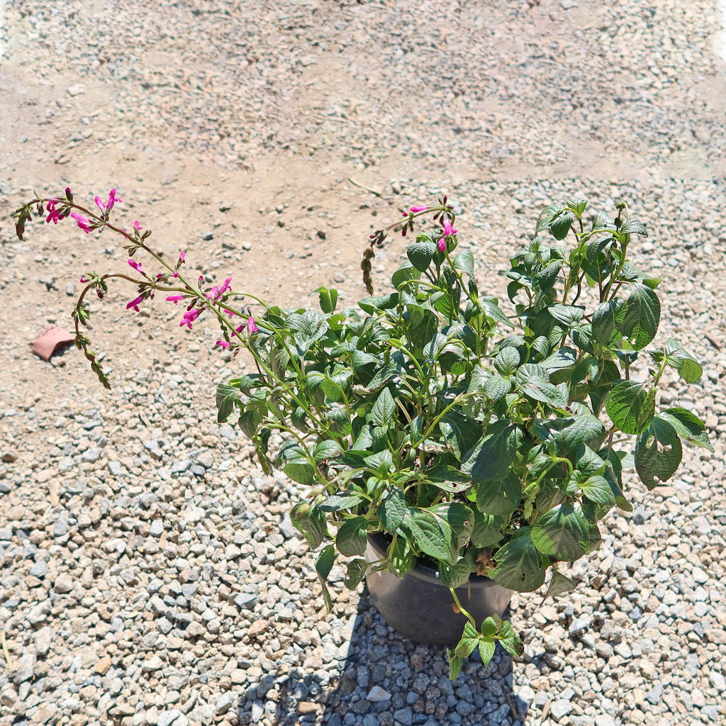 Chiapas Sage ‘Salvia chiapensis’