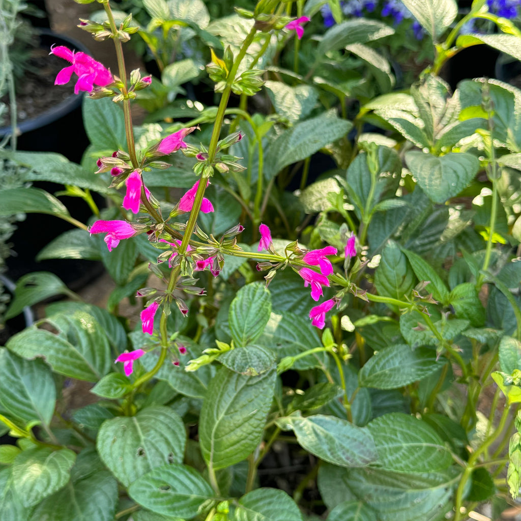 Chiapas Sage ‘Salvia chiapensis’