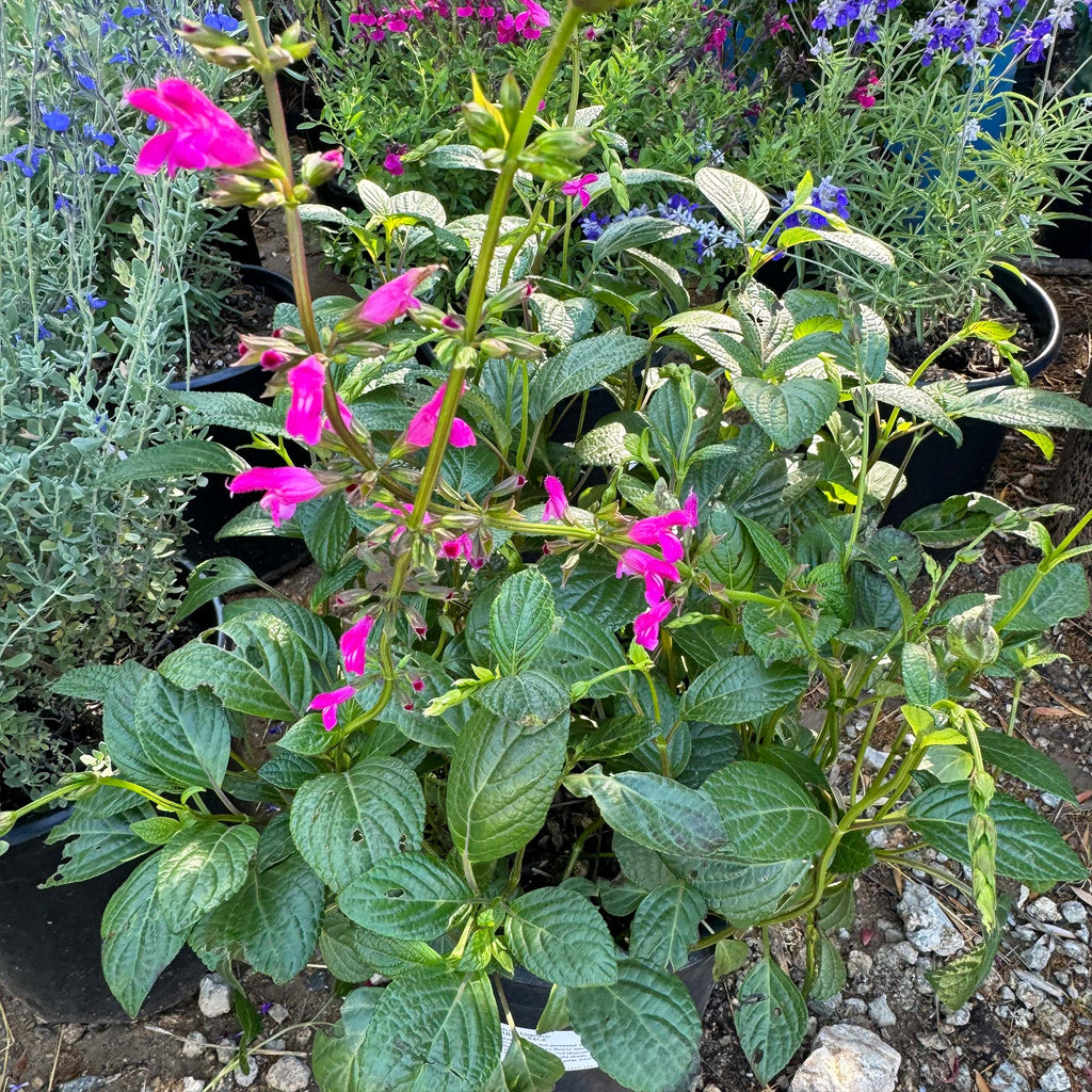 Chiapas Sage ‘Salvia chiapensis’