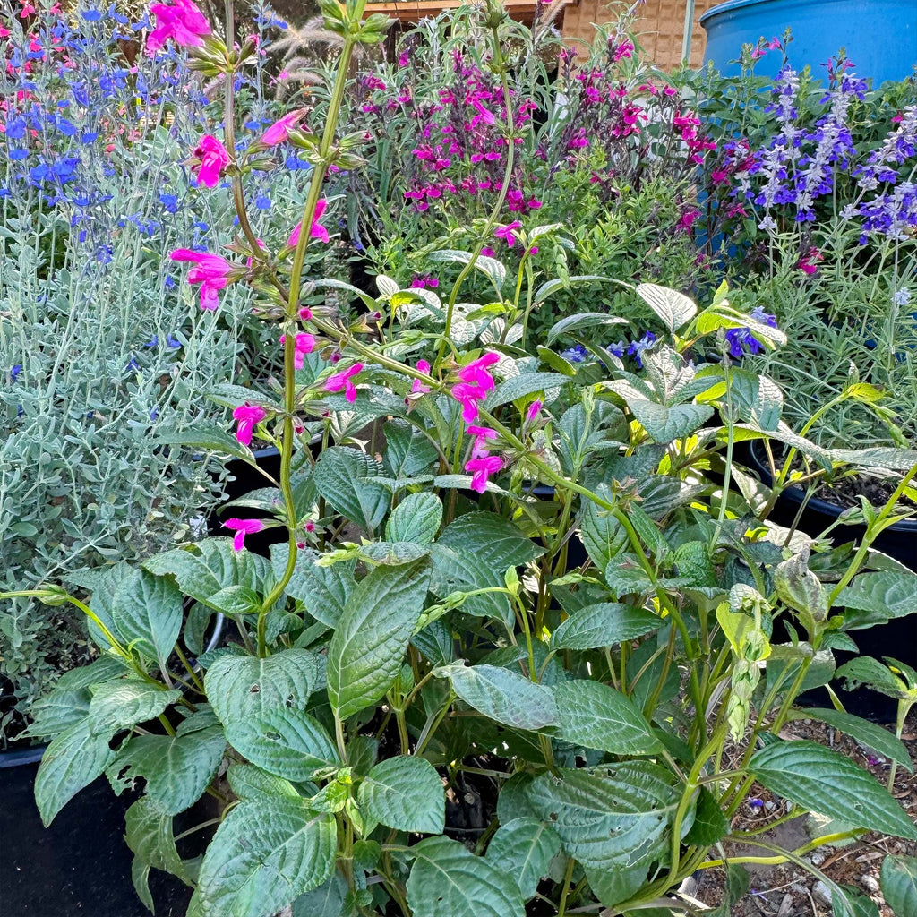 Chiapas Sage ‘Salvia chiapensis’