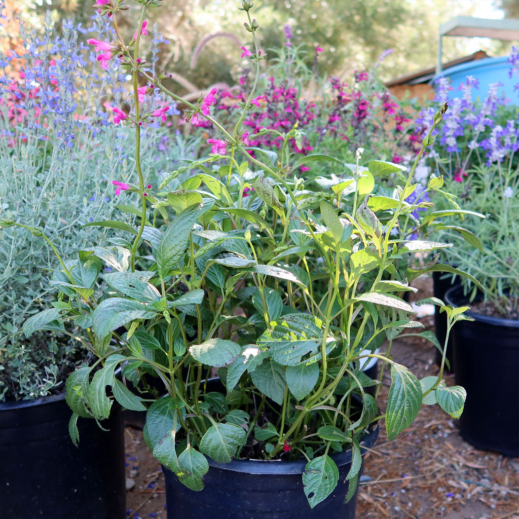 Chiapas Sage ‘Salvia chiapensis’