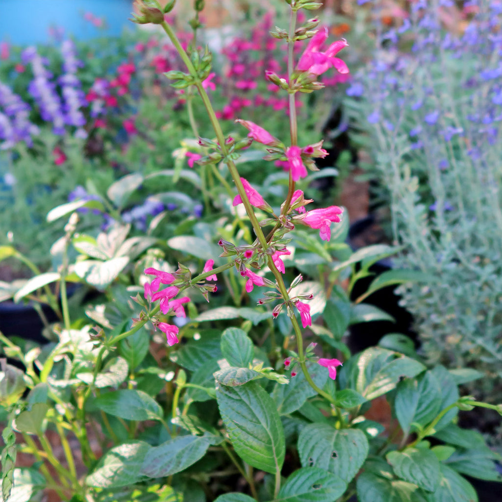 Chiapas Sage ‘Salvia chiapensis’