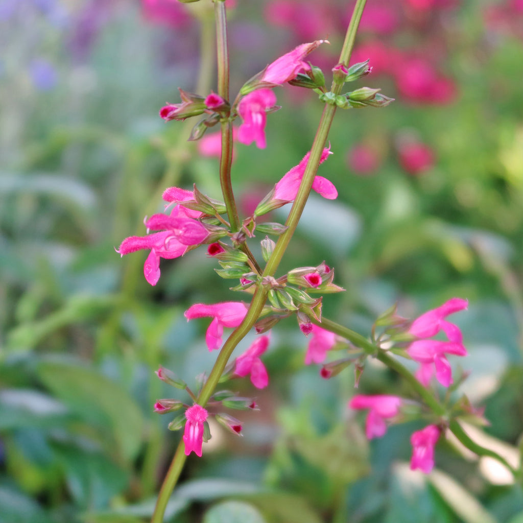 Chiapas Sage ‘Salvia chiapensis’