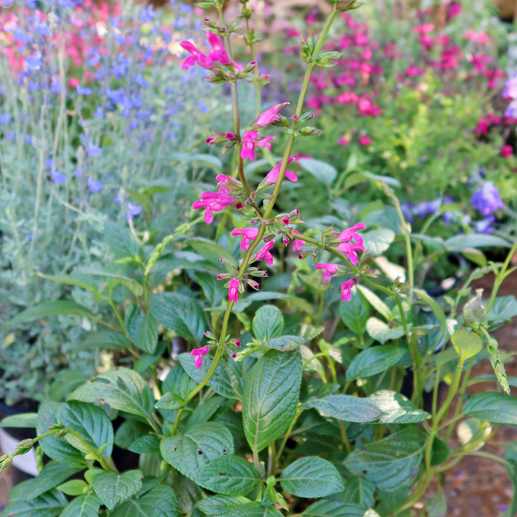 Chiapas Sage ‘Salvia chiapensis’