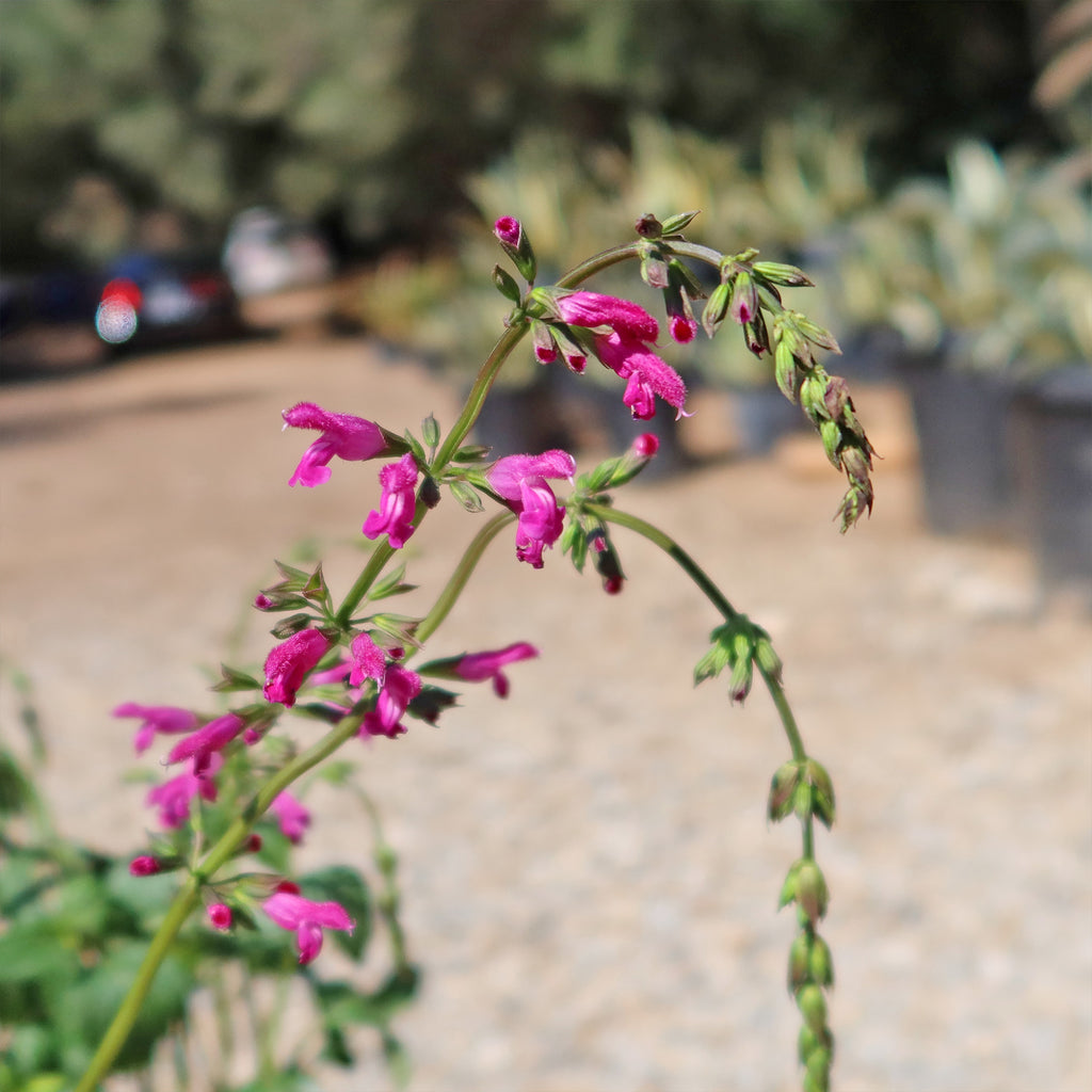 Chiapas Sage ‘Salvia chiapensis’