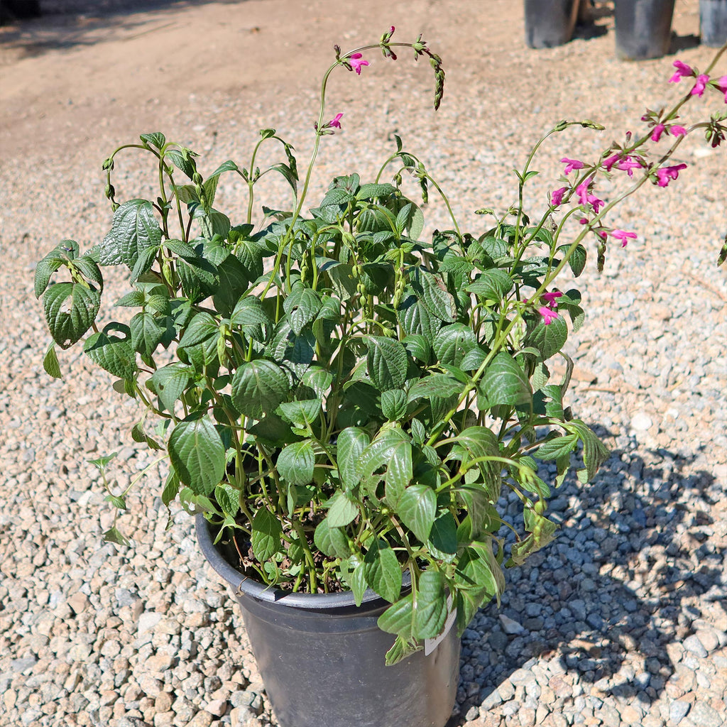 Chiapas Sage ‘Salvia chiapensis’