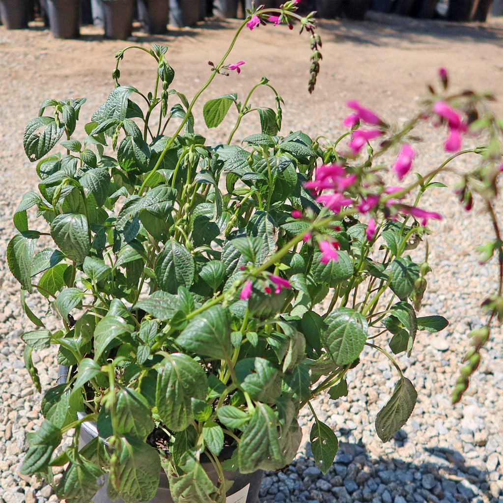 Chiapas Sage ‘Salvia chiapensis’